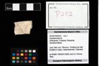 Foto (Objekt + Etikett) von Goniodromites sp.  (NHMW-GEO-2014-0194-0252)